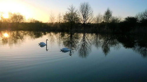 Swan swimming in lake against sky