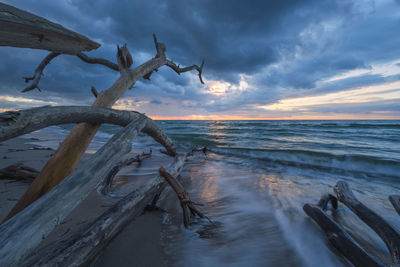 West beach on darß with tree trunks in water