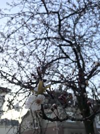 Low angle view of cherry blossoms in spring