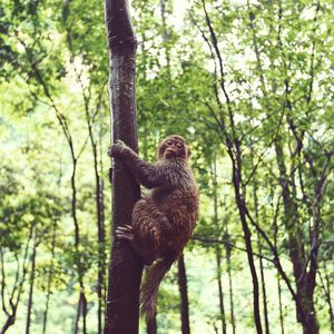 Monkey hanging on tree in forest