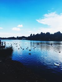 Birds swimming in lake against sky