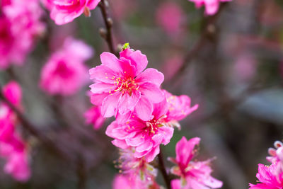 Close-up of pink flowers