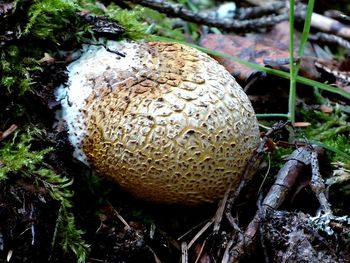 Close-up of mushroom growing on field