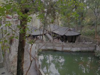 Plants growing by river in forest