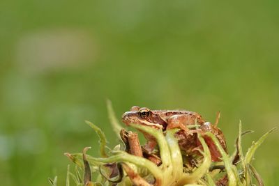 Close-up of frog on plant