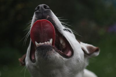 Close-up of dog