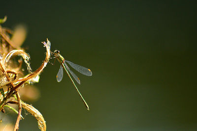 Close-up of dragonfly on plant