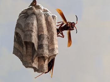 Low angle view of insect against sky