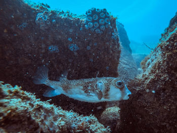 Fish swimming in sea