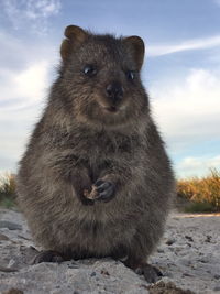 The happiest animal, quokka at rottnest island, perth, australia