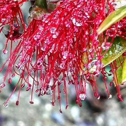 Close-up of red flowers