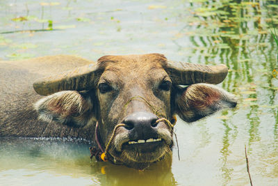 Portrait of elephant in a lake