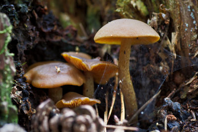 Close-up of mushroom growing on field