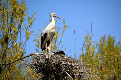 Low angle view of birds perching on tree