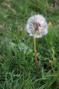 Close-up of dandelion on field