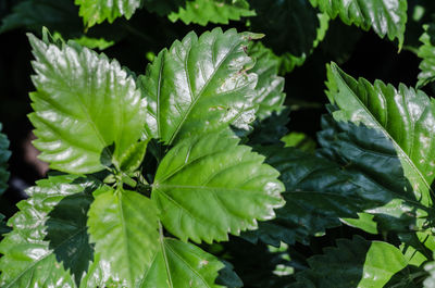 Close-up of raindrops on leaves