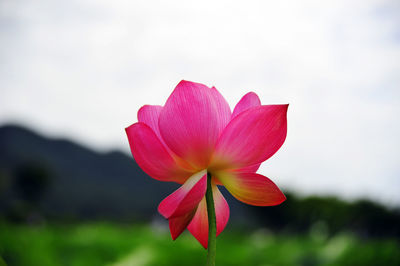 Close-up of pink flower blooming against sky