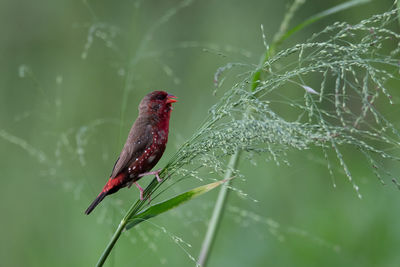 Close-up of bird perching on leaf