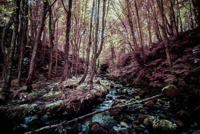 Trees in forest