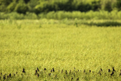 Full frame shot of grassy field