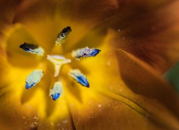 Close-up of yellow flower in water