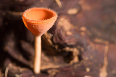 Close-up of mushroom growing outdoors