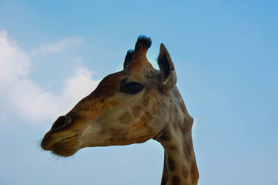 Low angle view of horse against sky