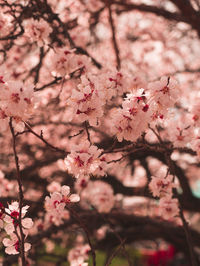 Close-up of pink cherry blossom