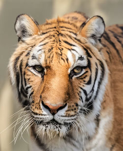 Close-up of tiger