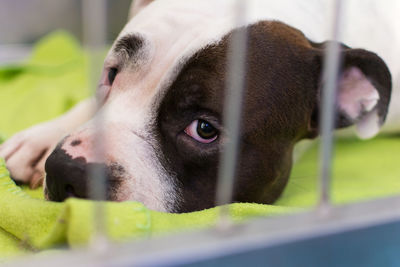 The dog is recovering after anaesthesia i the cage at the veterinary clinic