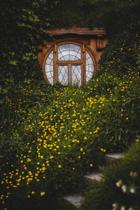 View of yellow flowering plants in garden