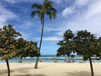 Palm trees on beach against sky