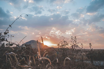 Plants against sky during sunset