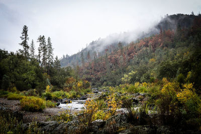 Scenic view of forest against sky