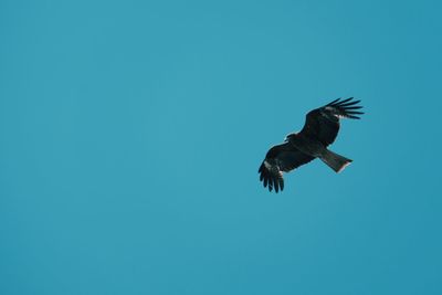 Low angle view of eagle flying against clear blue sky