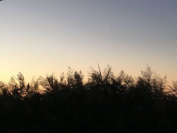 Low angle view of silhouette trees against sky during sunset