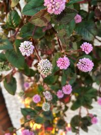 Close-up of pink lantana blooming outdoors