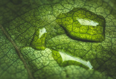 Macro shot of green leaf