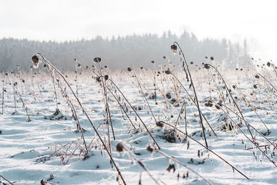 Plants on snow covered land