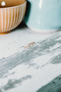 Close-up of insect on table