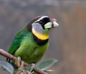 Close-up of parrot perching on branch