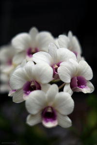 Close up of flowers blooming outdoors