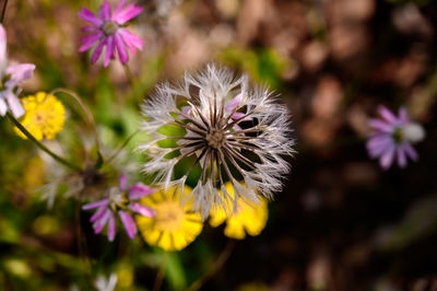 Close-up of purple flowering plants