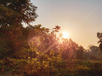 Sunlight streaming through trees on field against sky during sunset