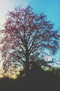 Low angle view of trees against sky