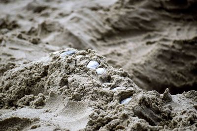 Close-up of seashells on beach