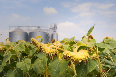 Close-up of yellow flowering plant against sky