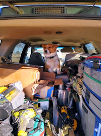 Portrait of dog in car