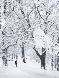 Person walking through winter park