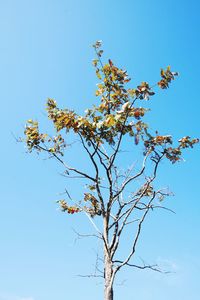 Low angle view of flowering plant against clear blue sky